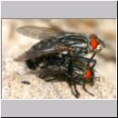 Sarcophaga sp - Fleischfliege 05a.jpg